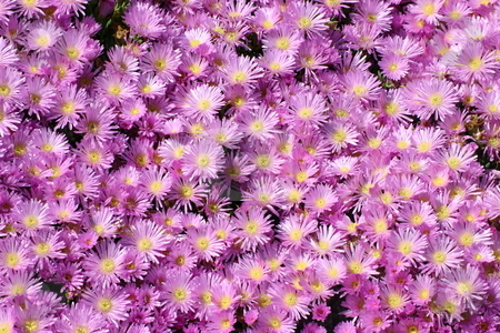 To use this stock image in your creative project, please select the size you need over to the right and click the "Add to Cart" button.
Your downloaded image will come with the Cutcaster watermark removed so don’t worry about the watermark you see on this page. Pink mesembryanthemum stock photo, Pink mesembryanthemum by Stephen Rees
