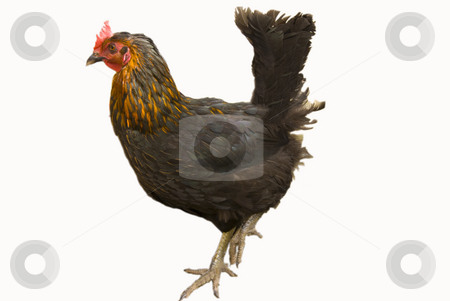To use this stock image in your creative project, please select the size you need over to the right and click the "Add to Cart" button.
Your downloaded image will come with the Cutcaster watermark removed so don’t worry about the watermark you see on this page. Black chicken stock photo, Black chicken isolated on a white background by Wolfgang Zintl