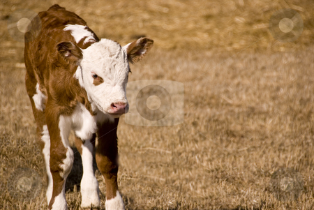 To use this stock image in your creative project, please select the size you need over to the right and click the "Add to Cart" button.
Your downloaded image will come with the Cutcaster watermark removed so don’t worry about the watermark you see on this page. Young calf stock photo, Small calf on the meadow by himself by Wolfgang Zintl