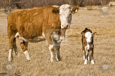 To use this stock image in your creative project, please select the size you need over to the right and click the "Add to Cart" button.
Your downloaded image will come with the Cutcaster watermark removed so don’t worry about the watermark you see on this page. Cow and calf stock photo, Mother cow with a her calf on the meadow by Wolfgang Zintl