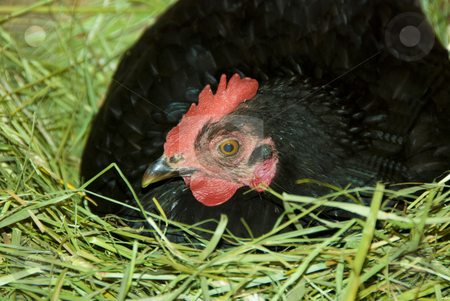 To use this stock image in your creative project, please select the size you need over to the right and click the "Add to Cart" button.
Your downloaded image will come with the Cutcaster watermark removed so don’t worry about the watermark you see on this page. Hen in the nest stock photo, Black hen is sitting on the nest by Wolfgang Zintl