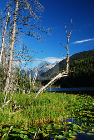 To use this stock image in your creative project, please select the size you need over to the right and click the "Add to Cart" button.
Your downloaded image will come with the Cutcaster watermark removed so don’t worry about the watermark you see on this page. Coast mountains stock photo, Coast mountains in canada british columbia by Wolfgang Zintl