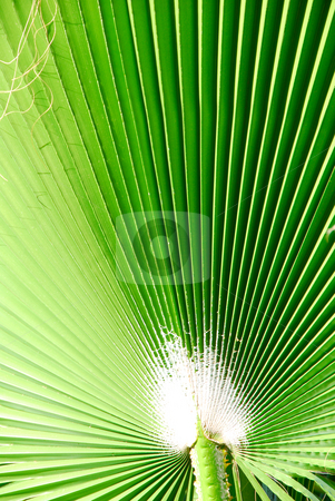 To use this stock image in your creative project, please select the size you need over to the right and click the "Add to Cart" button.
Your downloaded image will come with the Cutcaster watermark removed so don’t worry about the watermark you see on this page. Palm tree stock photo, Close up shoot of a palm tree by Wolfgang Zintl