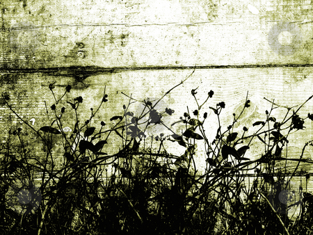 To use this stock image in your creative project, please select the size you need over to the right and click the "Add to Cart" button.
Your downloaded image will come with the Cutcaster watermark removed so don’t worry about the watermark you see on this page. Foliage grunge stock photo, Foliage silhouette on grunge background by Kirsty Pargeter
