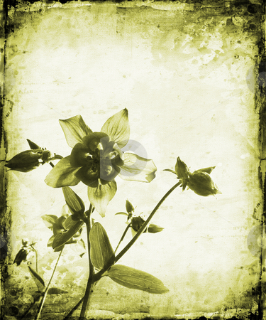 To use this stock image in your creative project, please select the size you need over to the right and click the "Add to Cart" button.
Your downloaded image will come with the Cutcaster watermark removed so don’t worry about the watermark you see on this page. Floral grunge stock photo, Floral grunge background by Kirsty Pargeter