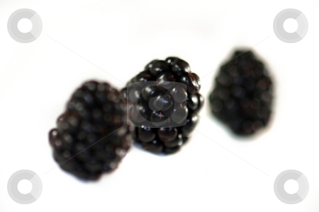 To use this stock image in your creative project, please select the size you need over to the right and click the "Add to Cart" button.
Your downloaded image will come with the Cutcaster watermark removed so don’t worry about the watermark you see on this page. Blackberry stock photo, Blackberries on white background in a group of three. by Henrik Lehnerer