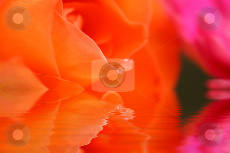 To use this stock image in your creative project, please select the size you need over to the right and click the "Add to Cart" button.
Your downloaded image will come with the Cutcaster watermark removed so don’t worry about the watermark you see on this page. Rose abstract stock photo, Abstract rose reflected in a pool of water with soft focus for effect by Stephen Mcnally