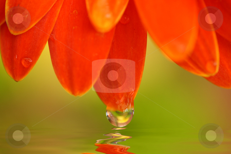 To use this stock image in your creative project, please select the size you need over to the right and click the "Add to Cart" button.
Your downloaded image will come with the Cutcaster watermark removed so don’t worry about the watermark you see on this page. Reflected petals stock photo, Abstract daisy petals soft focus for effect with water droplets reflected in a pool by Stephen Mcnally