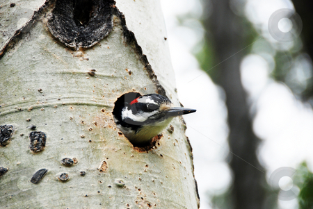 To use this stock image in your creative project, please select the size you need over to the right and click the "Add to Cart" button.
Your downloaded image will come with the Cutcaster watermark removed so don’t worry about the watermark you see on this page. Woodpecker stock photo, Hairy woodpecker on a tree bringing food to the nest by Wolfgang Zintl