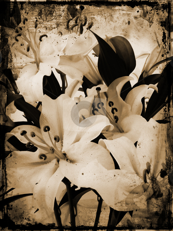 To use this stock image in your creative project, please select the size you need over to the right and click the "Add to Cart" button.
Your downloaded image will come with the Cutcaster watermark removed so don’t worry about the watermark you see on this page. Grunge lillies stock photo, Grunge style image of white lillies by Kirsty Pargeter