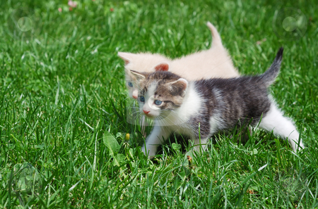To use this stock image in your creative project, please select the size you need over to the right and click the "Add to Cart" button.
Your downloaded image will come with the Cutcaster watermark removed so don’t worry about the watermark you see on this page. Kittens stock photo, Two kittens with blue eyes walking through grass. by Ivan Paunovic