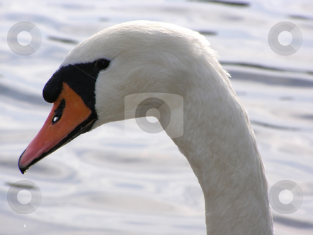 To use this stock image in your creative project, please select the size you need over to the right and click the "Add to Cart" button.
Your downloaded image will come with the Cutcaster watermark removed so don’t worry about the watermark you see on this page. Portrait of swan stock photo, Portrait of swan on a background water by Sergej Razvodovskij