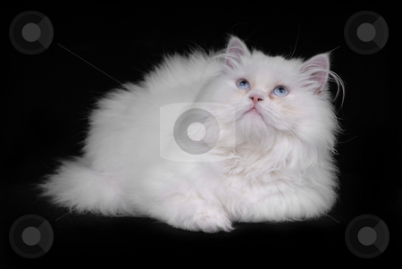 To use this stock image in your creative project, please select the size you need over to the right and click the "Add to Cart" button.
Your downloaded image will come with the Cutcaster watermark removed so don’t worry about the watermark you see on this page. White cat stock photo, Young white kitten isolated on black background by Rui Vale de Sousa