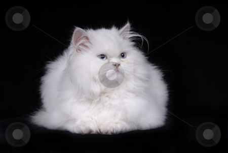 To use this stock image in your creative project, please select the size you need over to the right and click the "Add to Cart" button.
Your downloaded image will come with the Cutcaster watermark removed so don’t worry about the watermark you see on this page. White cat stock photo, Young white kitten isolated on black background by Rui Vale de Sousa