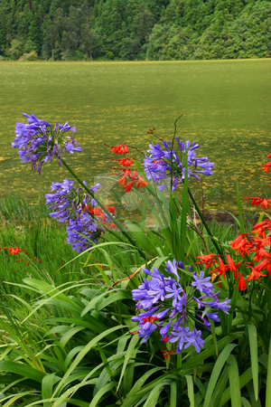 To use this stock image in your creative project, please select the size you need over to the right and click the "Add to Cart" button.
Your downloaded image will come with the Cutcaster watermark removed so don’t worry about the watermark you see on this page. Azores flowers stock photo, Azores flowers and lake by Rui Vale de Sousa