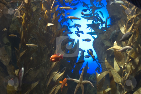 To use this stock image in your creative project, please select the size you need over to the right and click the "Add to Cart" button.
Your downloaded image will come with the Cutcaster watermark removed so don’t worry about the watermark you see on this page. Fish stock photo, Fish swimming between rocks by Matt Baker