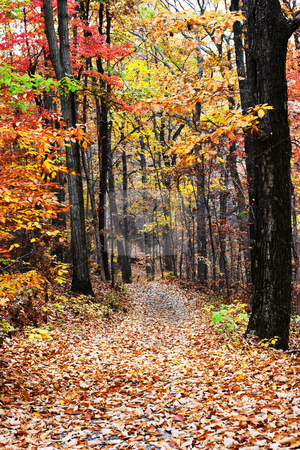 To use this stock image in your creative project, please select the size you need over to the right and click the "Add to Cart" button.
Your downloaded image will come with the Cutcaster watermark removed so don’t worry about the watermark you see on this page. Autumn Road stock photo, A road through a autumn forest by Matt Baker