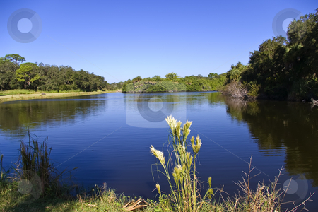To use this stock image in your creative project, please select the size you need over to the right and click the "Add to Cart" button.
Your downloaded image will come with the Cutcaster watermark removed so don’t worry about the watermark you see on this page. Pretty Lake Scene stock photo, From the banks of Red Bug Slough Preserve in Sarasota, Florida by Steve Carroll