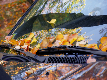 To use this stock image in your creative project, please select the size you need over to the right and click the "Add to Cart" button.
Your downloaded image will come with the Cutcaster watermark removed so don’t worry about the watermark you see on this page. Fall on the car stock photo, Dead leaves on the windshield by Sergej Razvodovskij