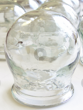 To use this stock image in your creative project, please select the size you need over to the right and click the "Add to Cart" button.
Your downloaded image will come with the Cutcaster watermark removed so don’t worry about the watermark you see on this page. Spider in the medical cupping glass stock photo, Spider in the medical cupping glass by Sergej Razvodovskij