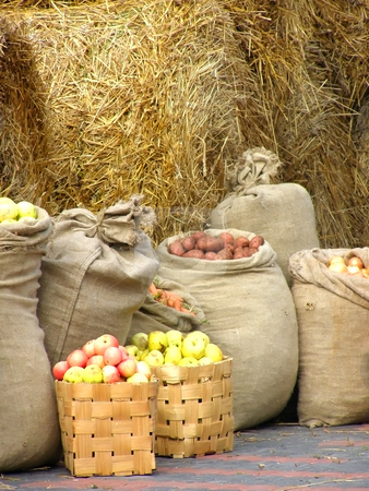 To use this stock image in your creative project, please select the size you need over to the right and click the "Add to Cart" button.
Your downloaded image will come with the Cutcaster watermark removed so don’t worry about the watermark you see on this page. Harvest stock photo, Sacks of potatoes, apples,carrots,onion against the hay background by Sergej Razvodovskij