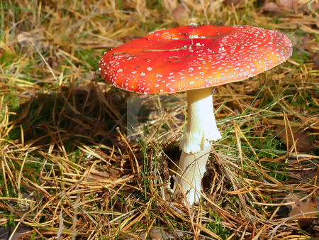 To use this stock image in your creative project, please select the size you need over to the right and click the "Add to Cart" button.
Your downloaded image will come with the Cutcaster watermark removed so don’t worry about the watermark you see on this page. Fly agaric stock photo, Fly agaric among dry acerose leaf in the forest by Sergej Razvodovskij