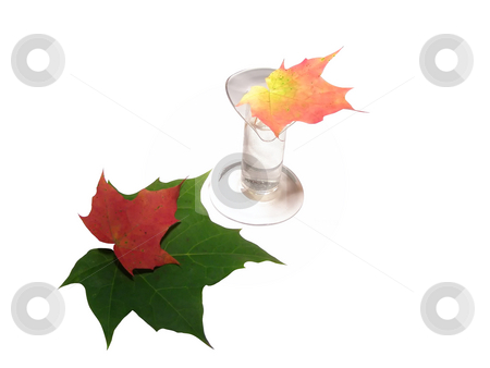 To use this stock image in your creative project, please select the size you need over to the right and click the "Add to Cart" button.
Your downloaded image will come with the Cutcaster watermark removed so don’t worry about the watermark you see on this page. Autumn bouquet stock photo, Multicolored autumn leaves in vase and beside it by Sergej Razvodovskij
