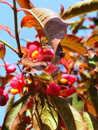 To use this stock image in your creative project, please select the size you need over to the right and click the "Add to Cart" button.
Your downloaded image will come with the Cutcaster watermark removed so don’t worry about the watermark you see on this page. Twig with red flowers stock photo, Red flowers on the branch of autumn tree by Sergej Razvodovskij
