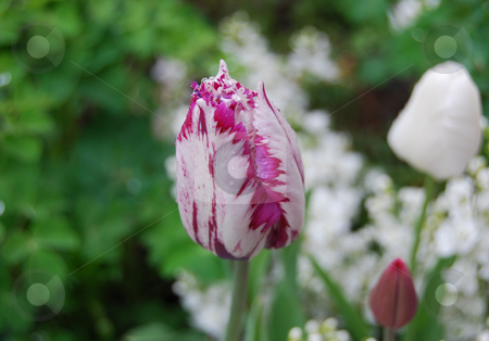 To use this stock image in your creative project, please select the size you need over to the right and click the "Add to Cart" button.
Your downloaded image will come with the Cutcaster watermark removed so don’t worry about the watermark you see on this page. Tulip stock photo, Rare species of Tulip Rembrandt with dew drops against grass background by Leyla Akhundova