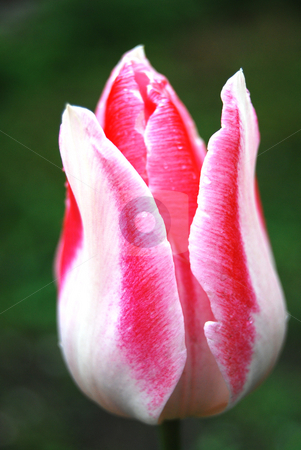 To use this stock image in your creative project, please select the size you need over to the right and click the "Add to Cart" button.
Your downloaded image will come with the Cutcaster watermark removed so don’t worry about the watermark you see on this page. Tulip stock photo, Close-up Tulip Mata Hari by Leyla Akhundova