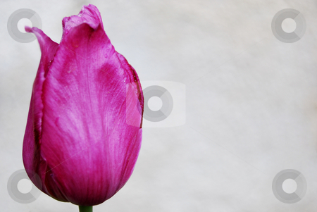 To use this stock image in your creative project, please select the size you need over to the right and click the "Add to Cart" button.
Your downloaded image will come with the Cutcaster watermark removed so don’t worry about the watermark you see on this page. Tulip stock photo, Close-up purple tulip against the wall by Leyla Akhundova