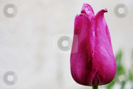To use this stock image in your creative project, please select the size you need over to the right and click the "Add to Cart" button.
Your downloaded image will come with the Cutcaster watermark removed so don’t worry about the watermark you see on this page. Tulip stock photo, Close-up purple tulip against the wall by Leyla Akhundova