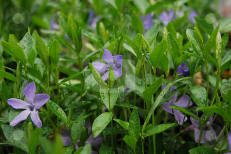 To use this stock image in your creative project, please select the size you need over to the right and click the "Add to Cart" button.
Your downloaded image will come with the Cutcaster watermark removed so don’t worry about the watermark you see on this page. Periwinkle with rain drops stock photo, Periwinkles in the garden after the rain by Leyla Akhundova
