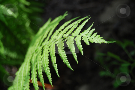 To use this stock image in your creative project, please select the size you need over to the right and click the "Add to Cart" button.
Your downloaded image will come with the Cutcaster watermark removed so don’t worry about the watermark you see on this page. Fern stock photo, Close-up bright fern against dark background by Leyla Akhundova