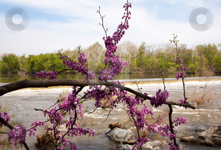 To use this stock image in your creative project, please select the size you need over to the right and click the "Add to Cart" button.
Your downloaded image will come with the Cutcaster watermark removed so don’t worry about the watermark you see on this page. Close-up of red blossoms by Potomac Dam stock photo, The dam on the Potomac river by Great Falls with spring blossom in foreground by Steven Heap