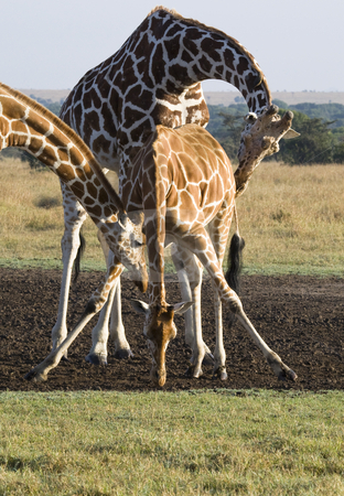 To use this stock image in your creative project, please select the size you need over to the right and click the "Add to Cart" button.
Your downloaded image will come with the Cutcaster watermark removed so don’t worry about the watermark you see on this page. Three Giraffes stock photo, Three Giraffes, Giraffa camelopardalis reticulata, Sweetwaters Game Reserve, Republic of Kenya, Eastern Africa by mdphot