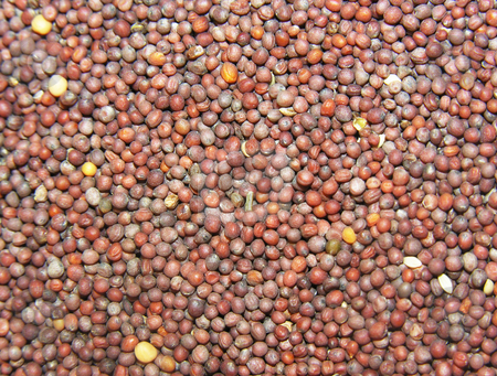 To use this stock image in your creative project, please select the size you need over to the right and click the "Add to Cart" button.
Your downloaded image will come with the Cutcaster watermark removed so don’t worry about the watermark you see on this page. Seed Background stock photo, by Kirsty Pargeter