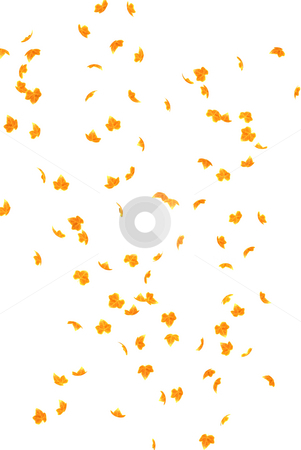 To use this stock image in your creative project, please select the size you need over to the right and click the "Add to Cart" button.
Your downloaded image will come with the Cutcaster watermark removed so don’t worry about the watermark you see on this page. Falling Autumn leaves stock photo, Background of falling Autumn leaves by Kirsty Pargeter
