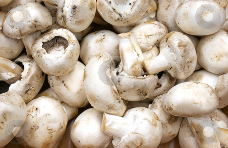 To use this stock image in your creative project, please select the size you need over to the right and click the "Add to Cart" button.
Your downloaded image will come with the Cutcaster watermark removed so don’t worry about the watermark you see on this page. Mushrooms stock photo, Background of lots of mushrooms by Kirsty Pargeter