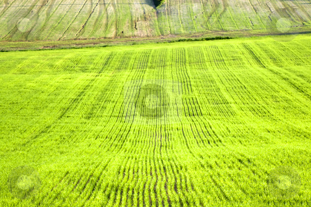 To use this stock image in your creative project, please select the size you need over to the right and click the "Add to Cart" button.
Your downloaded image will come with the Cutcaster watermark removed so don’t worry about the watermark you see on this page. Grass stock photo, by Fabio Alcini