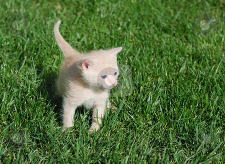 To use this stock image in your creative project, please select the size you need over to the right and click the "Add to Cart" button.
Your downloaded image will come with the Cutcaster watermark removed so don’t worry about the watermark you see on this page. Yellow kitten stock photo, Yellow kitten with blue eyes walking through grass. by Ivan Paunovic