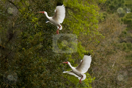 To use this stock image in your creative project, please select the size you need over to the right and click the "Add to Cart" button.
Your downloaded image will come with the Cutcaster watermark removed so don’t worry about the watermark you see on this page. White Ibis Landing stock photo, White Ibises landing in a tree by Thomas Marchessault
