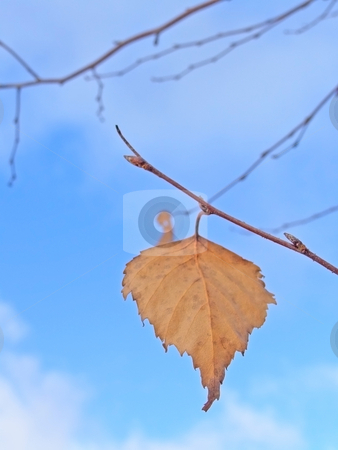 To use this stock image in your creative project, please select the size you need over to the right and click the "Add to Cart" button.
Your downloaded image will come with the Cutcaster watermark removed so don’t worry about the watermark you see on this page. Last leaf stock photo, Last yellow birchen leaf against blue sky by Sergej Razvodovskij