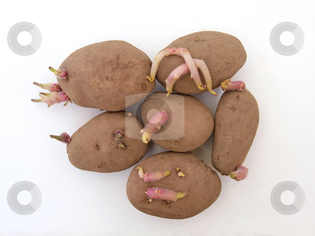 To use this stock image in your creative project, please select the size you need over to the right and click the "Add to Cart" button.
Your downloaded image will come with the Cutcaster watermark removed so don’t worry about the watermark you see on this page. Organic seed potatoes stock photo, Organic seed potatoes sprouting ready for planting. by Ian Langley