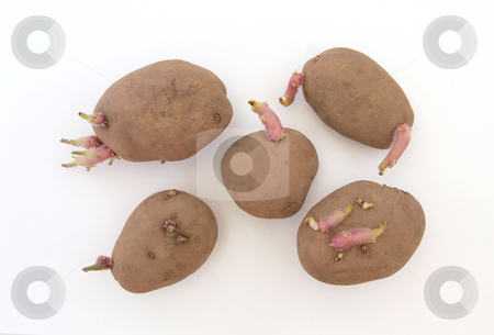 To use this stock image in your creative project, please select the size you need over to the right and click the "Add to Cart" button.
Your downloaded image will come with the Cutcaster watermark removed so don’t worry about the watermark you see on this page. Five organic seed potatoes stock photo, Five organic seed potatoes sprouting ready for planting. by Ian Langley