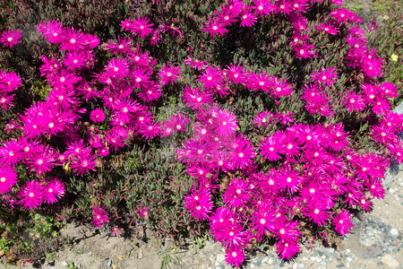 To use this stock image in your creative project, please select the size you need over to the right and click the "Add to Cart" button.
Your downloaded image will come with the Cutcaster watermark removed so don’t worry about the watermark you see on this page. Ice plant stock photo, Carpobrotus chilensis is a species of succulent plant known by the common name sea fig. by Mariusz Jurgielewicz