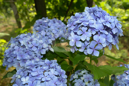 To use this stock image in your creative project, please select the size you need over to the right and click the "Add to Cart" button.
Your downloaded image will come with the Cutcaster watermark removed so don’t worry about the watermark you see on this page. Hydrangea stock photo, Hortensia (Hydrangea Macrophylla) typical flower of azores by Rui Vale de Sousa
