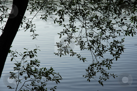 To use this stock image in your creative project, please select the size you need over to the right and click the "Add to Cart" button.
Your downloaded image will come with the Cutcaster watermark removed so don’t worry about the watermark you see on this page. Branches stock photo, Tree branches detail at the water lake by Rui Vale de Sousa