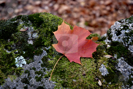 To use this stock image in your creative project, please select the size you need over to the right and click the "Add to Cart" button.
Your downloaded image will come with the Cutcaster watermark removed so don’t worry about the watermark you see on this page. Autumn stock photo, Colored leaf in the ground at autumn by Rui Vale de Sousa