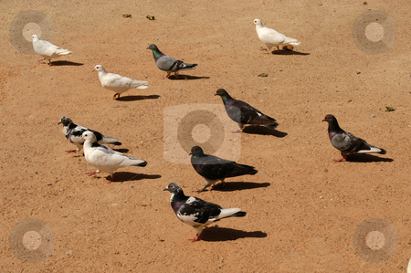 To use this stock image in your creative project, please select the size you need over to the right and click the "Add to Cart" button.
Your downloaded image will come with the Cutcaster watermark removed so don’t worry about the watermark you see on this page. Doves stock photo, Doves in the ground by Rui Vale de Sousa